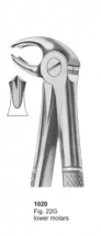  Fig. 22G lower molars 